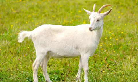 Защо Google наема 200 кози да работят в централата им? - 1