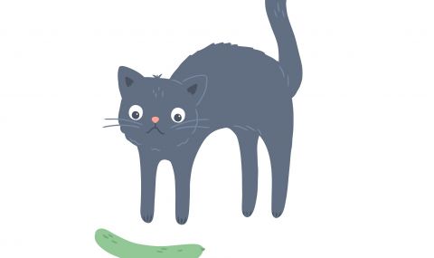 Защо котките се страхуват от краставици? - 1