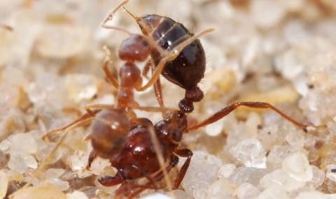 Опасни мравки налазиха Япония (ВИДЕО) - 1