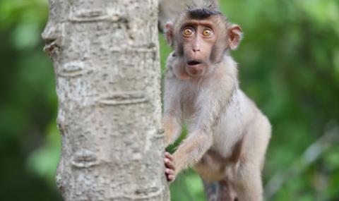 11 удивителни факта за животните - 1