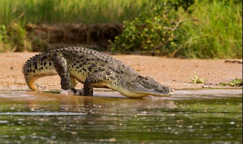 60-годишен австралиец се отърва от крокодил с джобно ножче - 1