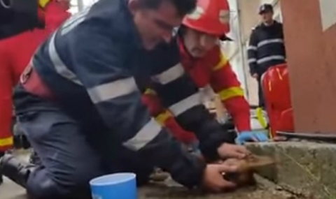 Пожарникарят, който направи изкуствено дишане на куче - 1