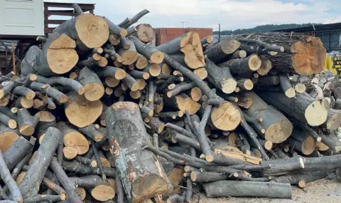 Everyone is looking for firewood  - 1