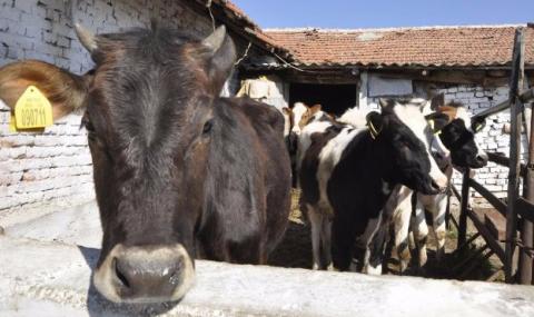 29 крави и юници умряха след водопой на река Марица - 1
