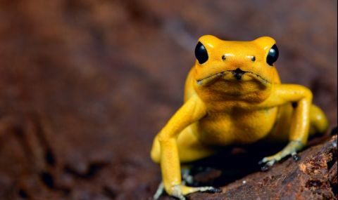 Редки жълти жаби "нападнаха" Индия (ВИДЕО) - 1