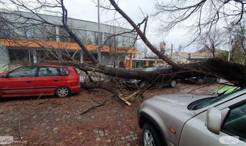 Дърво падна и потроши четири автомобила в Пловдив - 1