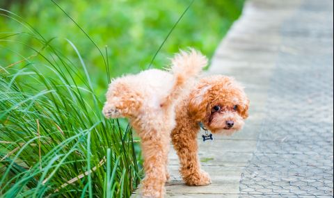 В Германия с помощта на ДНК тестове ще се борят с кучешките нечистотии - 1