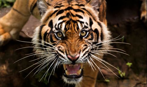 Индия изгуби 329 тигъра за 3 години - 1