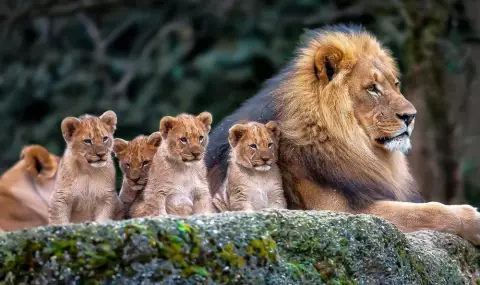 Лъвчета от изчезнал вид се родиха в чешки зоопарк (СНИМКИ) - 1