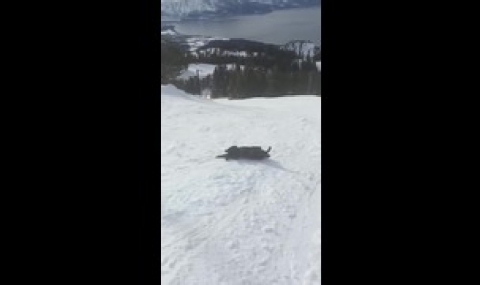 Кралят на планинското снежно спускане (ВИДЕО) - 1