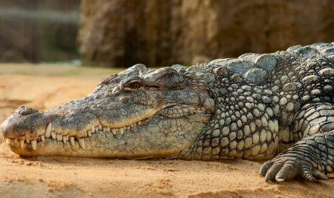 3-метров крокодил в частен басейн вдигна на крак полицията във Флорида (ВИДЕО) - 1