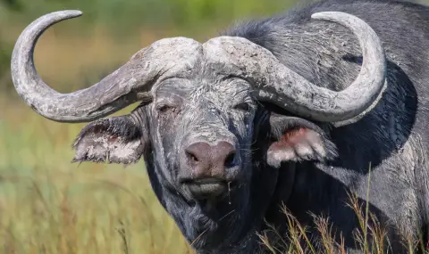 Бивол уби американски милионер по време на сафари - 1