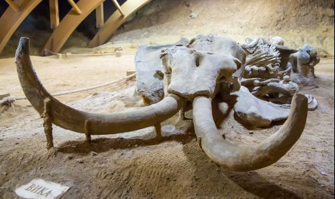 Откриха останки от слон на 12 хил. години (ВИДЕО) - 1