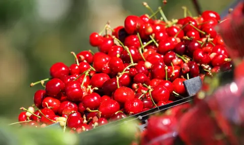 25 лева за кило череши преди Задушница - 1