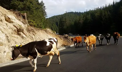 БАБХ разкри 321 „виртуални” животни в Смолянско със субсидии