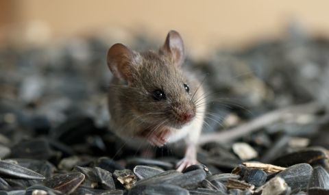 Най-възрастната мишка на света е почти 10-годишна (ВИДЕО) - 1