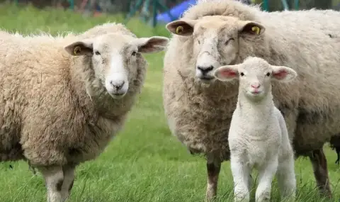 БАБХ установи огнище на заразата син език за първи път в България - 1