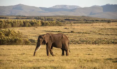 6-тонен слон уби жестоко директор на резерват - 1