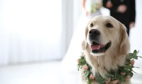 Годеници отмениха платената си сватба, за да лекуват от коварен тумор лабрадора им Гъс - 1