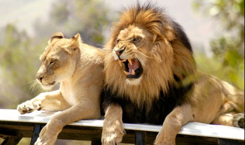 Лъвове избягаха от зоологическа градина и предизвикаха паника - 1
