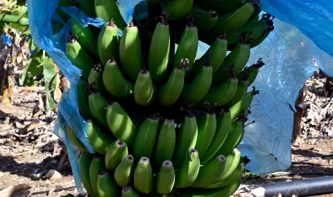 Russia starts growing bananas  - 1