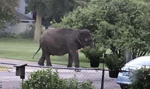 Внимание – в квартала има... слон! - 1