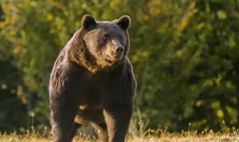 Мечка нападна овчар, на помощ бе повикан хеликоптер - 1