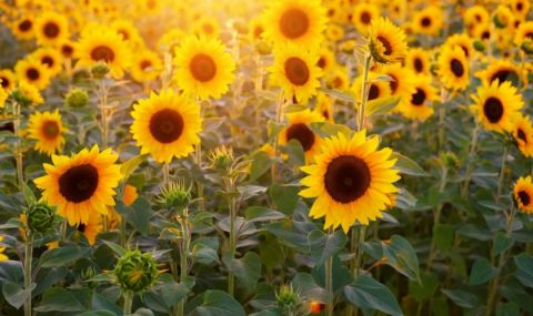 Времето днес, прогноза за сряда, 12 юли: Слънчево и много горещо - 1