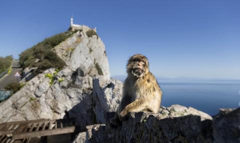 Гибралтар, маймуните и Брекзитът - 1