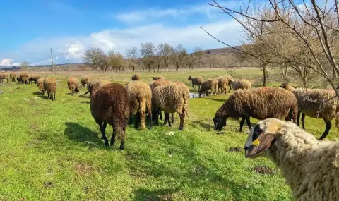 Държавата дава 960 000 лв. на собствениците на заразеното с чума стадо във Велинградско - 1