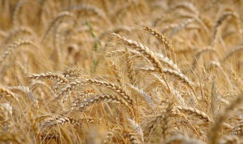 В Добричко очакват между 150-400 килограма пшеница от декар - 1