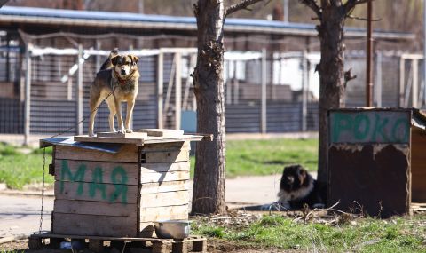 Пострадали от питбули искат по-строг контрол от държавата върху опасни породи кучета - 1