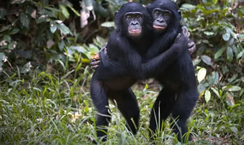 Проучване: Шимпанзета бонобо имат най-дълга памет в животинския свят - 1