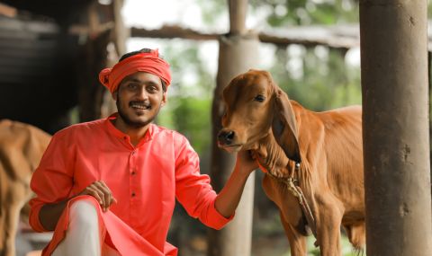 Индия се отказа от прегръщането на крави на Свети Валентин - 1