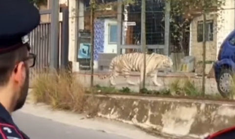 Бенгалски тигър се поразходи в Италия (ВИДЕО) - 1