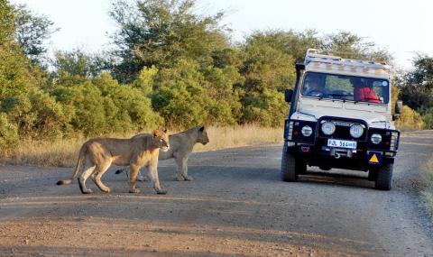 Лъвове превземат човешката територия през пандемията - 1
