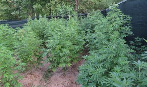 Арестуваха софиянец, отглеждал над 900 растения канабис в имота си - 1