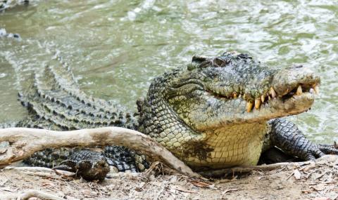 Гладен крокодил опита да закуси с камера (ВИДЕО) - 1