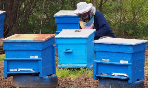 Пчеларите на нож срещу държавата – няма държавна мярка, която да компенсира загубите им - 1
