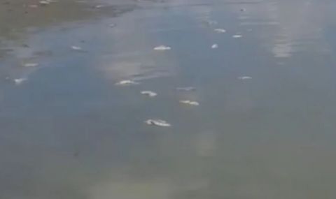 Тонове измряла риба в язовир „Ивайловград” - 1