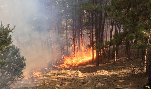Арестуваха 75-годишен мъж, запалил гора - 1