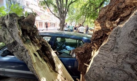 Високо дърво падна и смаза кола в Стара Загора (СНИМКИ) - 1