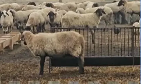 Farmers of Krushar: We will not allow a single drop of blood to be taken from our animals  - 1