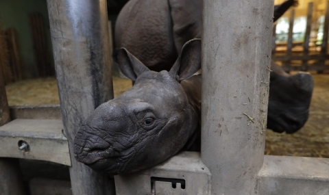 Бебе носорог се роди в чешки зоопарк (СНИМКИ) - 1
