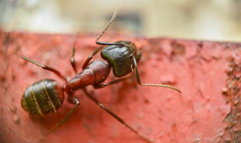 Гигантски мравки са марширували из Северна Америка и Европа - 1