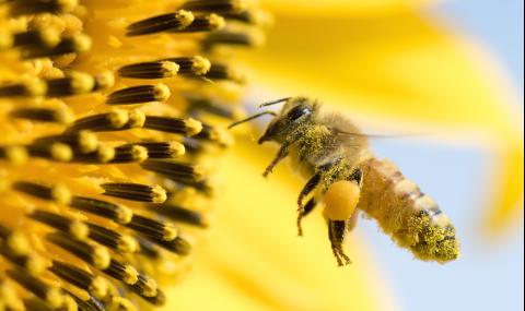 Създадоха пчели роботи, които да заменят истинските - 1