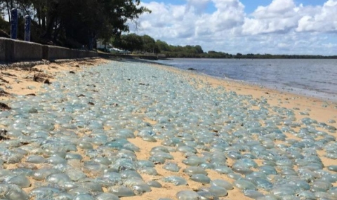Медузи превзеха плаж в Австралия - 1