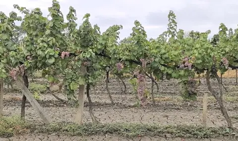Очаква се с 30% по-слаба реколта от грозде - 1