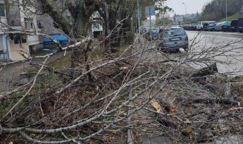 Над 50 са сигналите за паднали дървета в Пловдив - 1