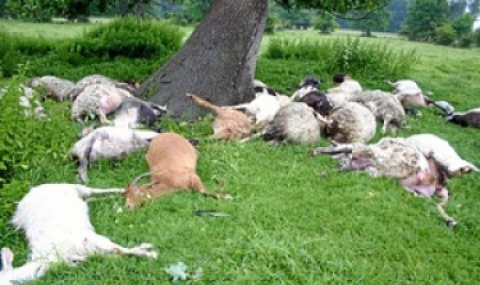 Вълци унищожиха 50 кози край Гоце Делчев - 1